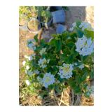 AYDOĞDU Bodur Beyaz Renk Ağaç Minesi Lantana camara, 20 cm, Saksıda