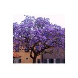 Aydoğdu Dünya'nın En Hızlı Büyüyen Ağacı Paulownia Fidanı