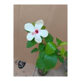 AYDOĞDU Japon gülü ( hibiscus) beyaz renk