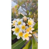 AYDOĞDU Plumeria stenophylla/Hint Mabet Ağacı, Frangipani Amerikan Fulu