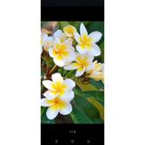 Aydoğdu Saksılı Amerikan Fulu Plumeria Alba Ağacı Fidanı