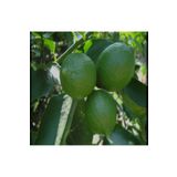 Aydoğdu Tahiti Lime Içi Dışı Yeşil Bol Sulu Limon Fidanı