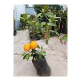 Aydoğdu Tüplü Aşılı Tam Bodur Mayer Limon Fidanı