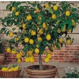 Aydoğdu Tüplü Aşılı Yediveren Limon Fidanı 100 cm