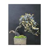 Ayrex Blueberry Bonsai Ağacı 10+Tohum Saksı Toprak Seti - Genel - Çok Renkli