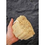 Ayrex Doğal Kabak Lifi Bulaşık Süngeri Banyo Kesesi Loofah Sponge Ipli Kabak Kesesi Kalın Büy - 1 Adet