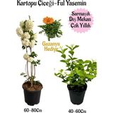 Ayrex Gardenbox Kartopu Çiçeği, Kokulu Ful Yasemin, Turuncu Gazanya Hediyeli Saksılı Bahçe Set - Genel