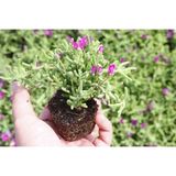 Ayrex Videolu Acem Halısı Mezarlık Kabir Çiçeği 10-15 cm Tüplü 25 Adet Dış Mekan Ağaçları Persian Shield - 12E-Pembe