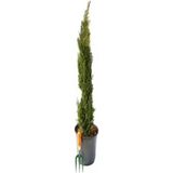 Ayrex Videolu Kara Selvi Fidanı 1 Adet Dikime Hazır Mezarlık Ağacı 35-65CM Saksılı (Black Pin - Genel - Çok Renkli