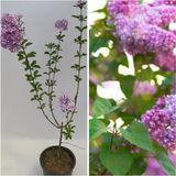 AyrStore 1 Adet Mis Kokulu Leylak Çiçeği Fidanı 60-90 cm Tüplü Çiçekli Bodur Bitkiler (Syringa) - Renkli