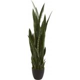 AyrStore Kılıç Çiçeği Paşa Kılıcı 40-60 cm Peygamber Kılıcı Ev Bitkisi Ofis Bitkisi Salon Bitkis - Renkli