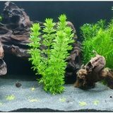 AyrStore Limpnophila Sessiliflora 5 Dal Kusursuz Akvaryum Bitkisi Canlı Bitki - Çok Renkli
