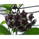 AyrStore Mum Çiçeği (Siyah) Renk Kokulu Hoya Carnosa Black Ev Ofis Salon Bitkisi., BTS05032025BYB19 - Çok Renkli