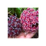 Aysima Çiçekevi 2.Adet Gelişmiş Mum Çiçeği 40,50 Cm Kırmızı,Siyah Hoya Carnosa Sarmaşık Canlı Çiçek İç Mekan Bitkisi