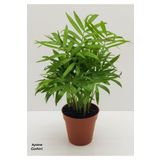Aysima Çiçekevi Areka Salon Palmiyesi 35cm