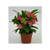 Aysima Çiçekevi Euphorbia Milii,,dikenler Tacı Pembe Renk Ithal Kaktüs Ev Ofis Iç Mekan Bitkisi 12 Cm Büyük Saksıda