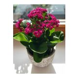 Aysima Çiçekevi Fuşya Pembe Canlı Kalanchoe Çiçeği Ithal Kalanşo Büyük Boy Saksılı Ev Ofis Salon Bitkisi.
