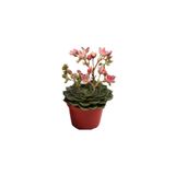 Aysima Çiçekevi Graptopetalum Bellum Sukulent 5.5.cm Kaktüs Saksısındadır (çiçeksizdir)