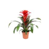 Aysima Çiçekevi Guzmanya Çiçeği Ithal Guzmania Bitkisi - Ev Ofis Salon Iç Mekan Bitkisi
