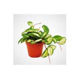 Aysima Çiçekevi Hoya mum çiçeği 12.cm Saksıda