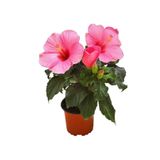 Aysima Çiçekevi Japon Gülü Hibiscus Pembe Renk Çiçekli Kalın Yapraklı Ithal