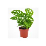 Aysima Çiçekevi Monstera Adansonii Monkey Mask Sarmaşık Deve Tabanı Mini Ev Ofis Iç Mekan Bitkisi -953996