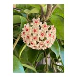 Aysima Çiçekevi Mum Çiçeği Beyaz Renk (HOYA CARNOSA) 10-20 Cm