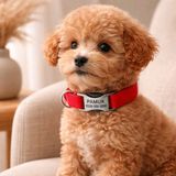 Ayz Markalama Metal Kilitli Küçük Irk Köpekler Için Tasma, Isimli Köpek Tasması, Kişiye Özel Köpek Boyun Tasması - XS - Kırmızı
