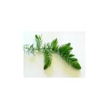 Babelhome Ceratophyllum Demersum (Tilki Kuyruğu) Akvaryum Bitkisi 5 Adet