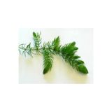 Babelhome Ceratophyllum Demersum (Tilki Kuyruğu Çam) Akvaryum Bitkisi - 5 Kök
