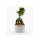 Babil Gb Saksıda Ficus Gienseng Bonsai