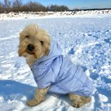 Baby Blue Comfy Köpek Montu, Köpek Ceketi, Köpek Dış Giyim M