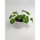 Baby Pilea Çin Para Çiçeği 10-20 Cm