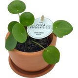 Baby Pilea Peperomioides Çiçeği Fidanı 10-20 cm