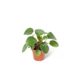 Baby Pilea Peperomioides Çin Para Bitkisi Saksı Bitkisi - Ev Bitkisi