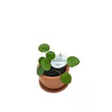 Baby Pilea Peperomioides Çin Para Çiçeği 10-20 Cm