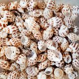 Babylonia Areolata Kiloluk Deniz Kabuğu - 1 KG