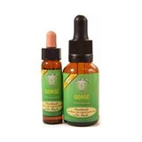 Bach Çiçekleri Gorse Karaçalı - 10 ml