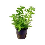 Bacopa Monnieri 1 Saksı
