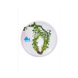 Bacopa Monnieri Canlı Akvaryum Bitkisi 5 Dal