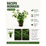 Bacopa Monnieri Canlı Bitki