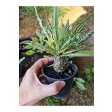 Bade 10 Adetlik Paketlerde Karışık Dorstenia Tohumları (horwodoii,crispa Yellow Spotted,foetida Ssp) TYC00505486571