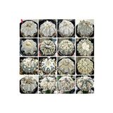 Bade 100 Adet Kaktüs Tohumu Karışık Astrophytum Astro ( 5 Ribs,kıkko,superkabuto ,star Type, V Type )