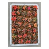 Bade 100 Adet Tohum Kaktüs Gymnocalycium Gymno Variegate Mix Karışık Tiger ,lb , Lb Hd, Pink Diamond