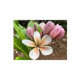 Bade Karışık Renklerde 10 Adet Plumeria Tohumu