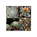 Bade Shop 100 Adet Karışık Kaktüs Tohumu (Gymnocalycium Gymno ve Astrophytum Astro )