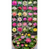 Bade Shop 15 Adet Karışık Lotus Tohumu – Japon Su Zambağı Çiçeği Tohumu – Kase Lotus – Su Bahçesi Nilüfer Çiçeği
