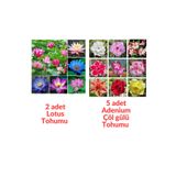 Bade Shop 2 Adet Karışık Renklerde Lotus (Nilüfer) Çiçeği Tohumu - 5 Adet Adenium Çöl gülü Tohumu (7 tohum) lotus4tohum112col
