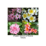 Bade Shop 2'Li Paket Karışık Renklerde Adenium Çöl Gülü Tohumu Ve Plumeria Tohumu Toplam 10 Adet