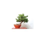 Bade Shop 5 Adet - Karaçam Ağacı Tohumu Bonsai Ağacı Tohumu - pinus nigra